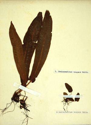 Herbarijska pola s praprotjo jelenov jezik (Phyllitis scolopendrium)